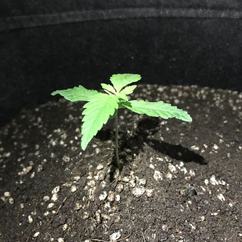 MJ 1702 growlog timeline photo
