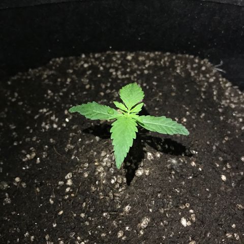 MJ 1702 growlog timeline photo