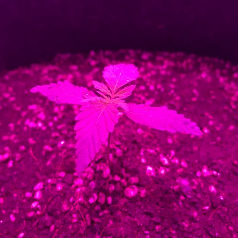 MJ 1702 growlog timeline photo