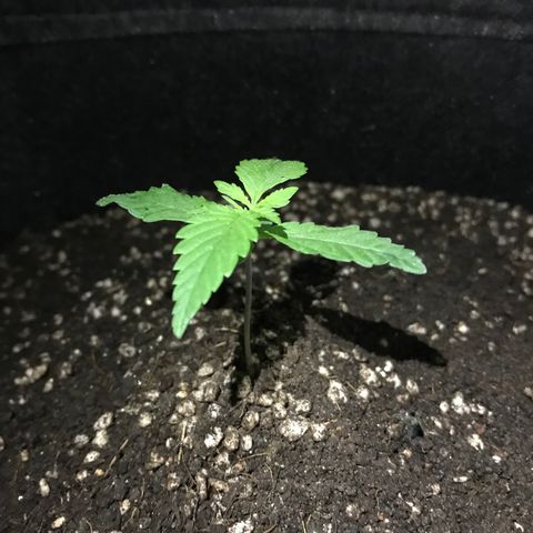 MJ 1702 growlog timeline photo