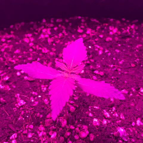 MJ 1702 growlog timeline photo
