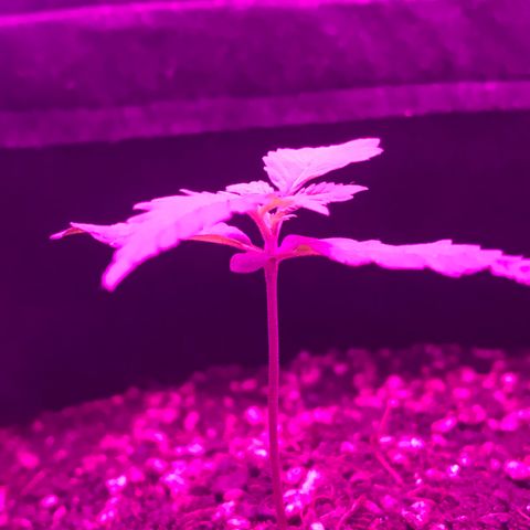 MJ 1702 growlog timeline photo