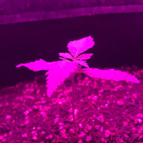 MJ 1702 growlog timeline photo