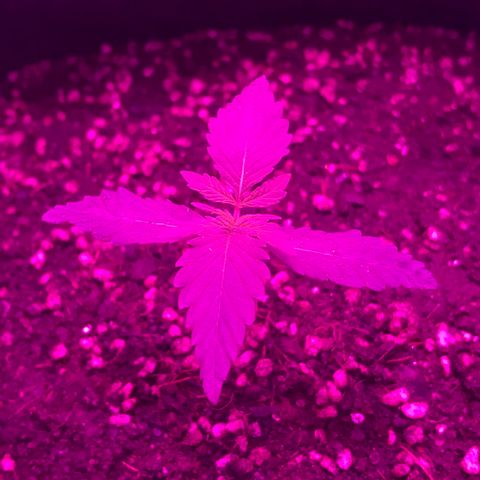 MJ 1702 growlog timeline photo