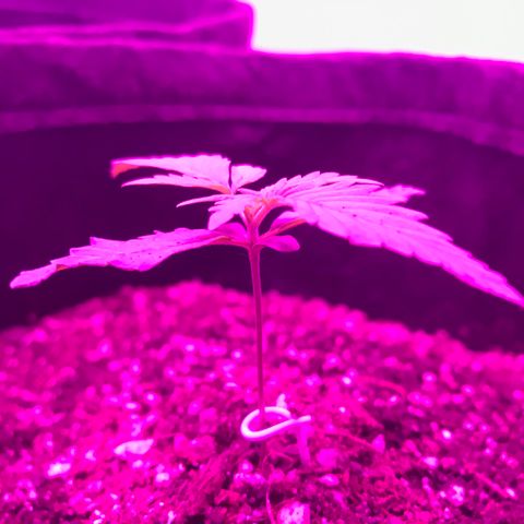 MJ 1702 growlog timeline photo