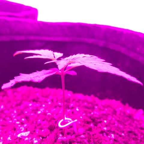 MJ 1702 growlog timeline photo