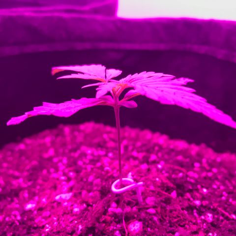 MJ 1702 growlog timeline photo