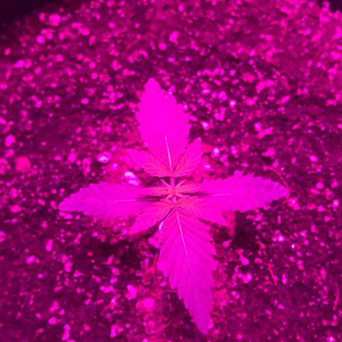 MJ 1702 growlog timeline photo