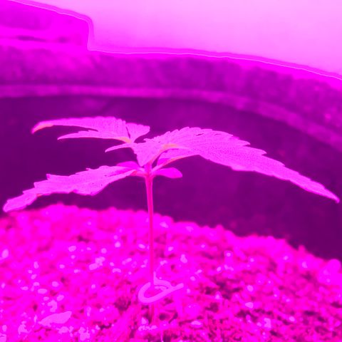 MJ 1702 growlog timeline photo
