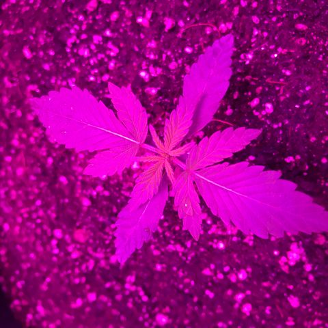 MJ 1702 growlog timeline photo