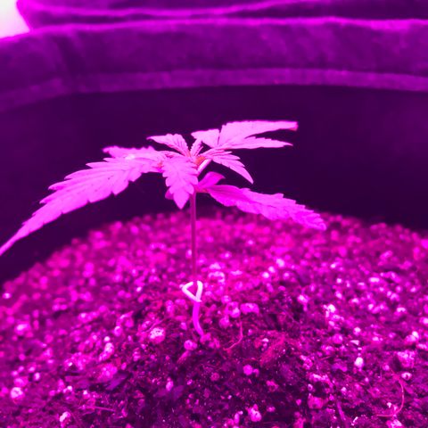 MJ 1702 growlog timeline photo
