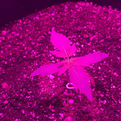 MJ 1702 growlog timeline photo
