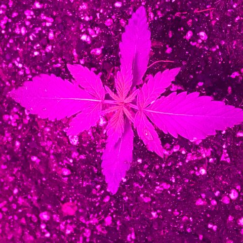 MJ 1702 growlog timeline photo