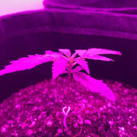 MJ 1702 growlog timeline photo