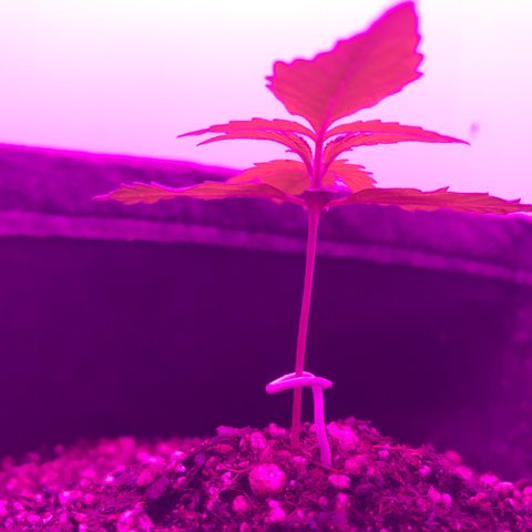 MJ 1702 growlog timeline photo