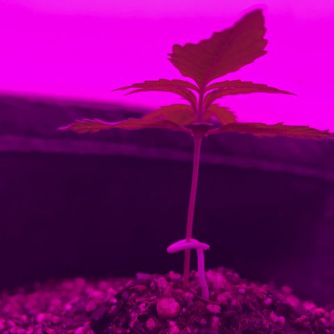 MJ 1702 growlog timeline photo