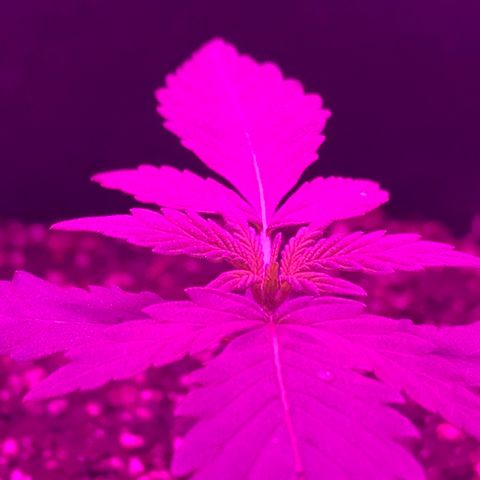 MJ 1702 growlog timeline photo