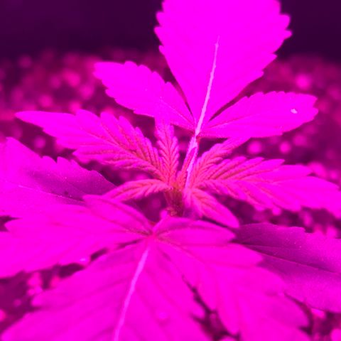 MJ 1702 growlog timeline photo