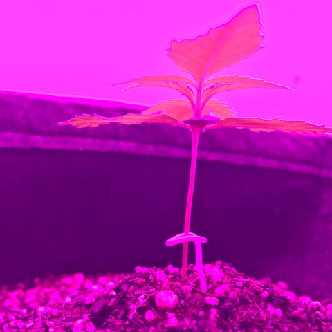MJ 1702 growlog timeline photo