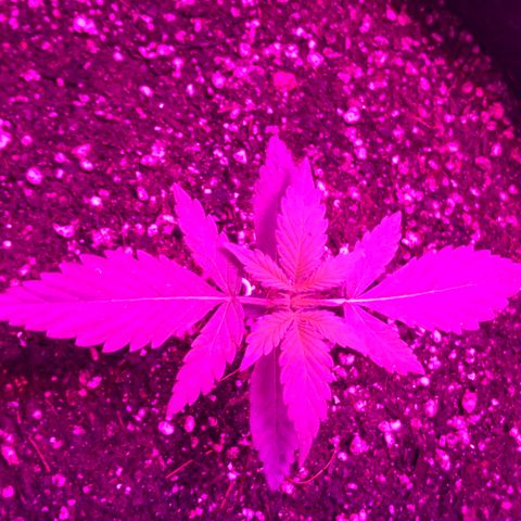 MJ 1702 growlog timeline photo