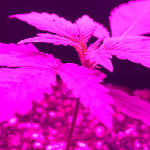 MJ 1702 growlog timeline photo
