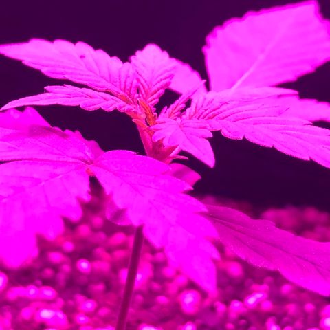 MJ 1702 growlog timeline photo