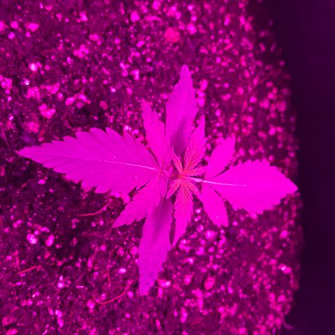 MJ 1702 growlog timeline photo
