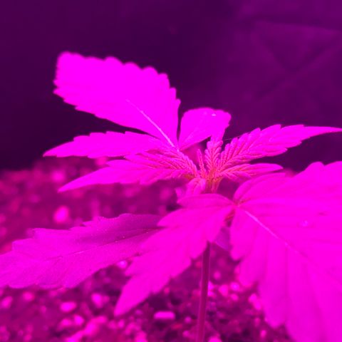 MJ 1702 growlog timeline photo