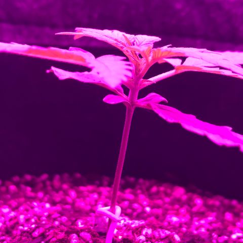 MJ 1702 growlog timeline photo