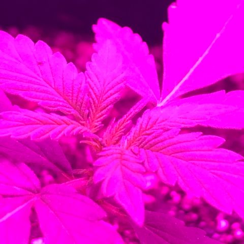 MJ 1702 growlog timeline photo