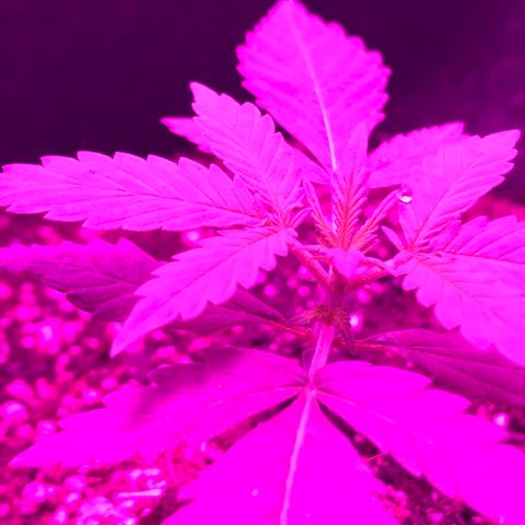 MJ 1702 growlog timeline photo
