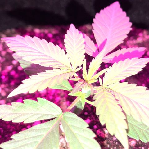 MJ 1702 growlog timeline photo