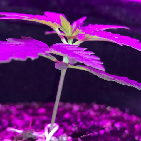MJ 1702 growlog timeline photo