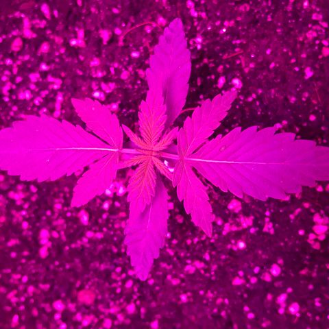 MJ 1702 growlog timeline photo