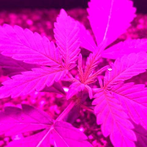 MJ 1702 growlog timeline photo