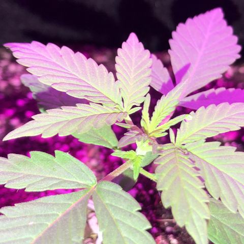 MJ 1702 growlog timeline photo