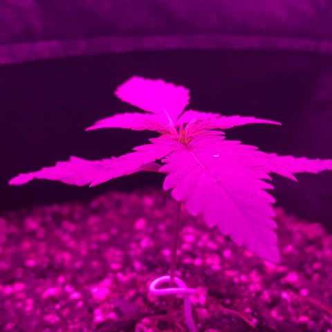 MJ 1702 growlog timeline photo
