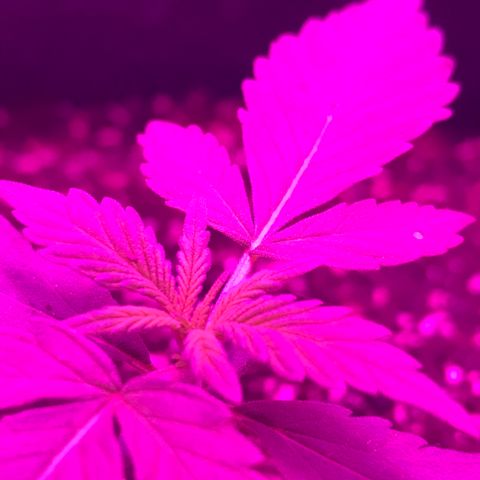 MJ 1702 growlog timeline photo