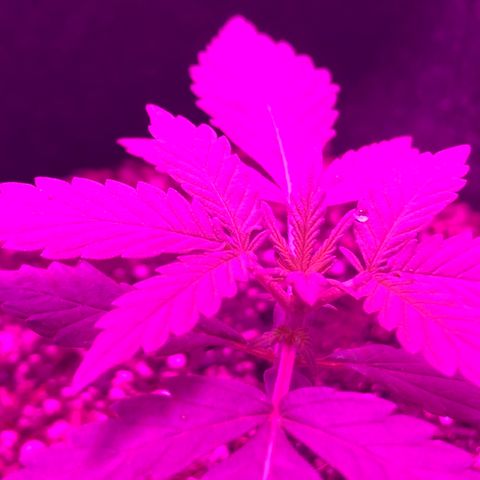 MJ 1702 growlog timeline photo