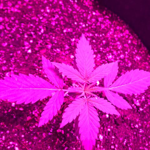 MJ 1702 growlog timeline photo