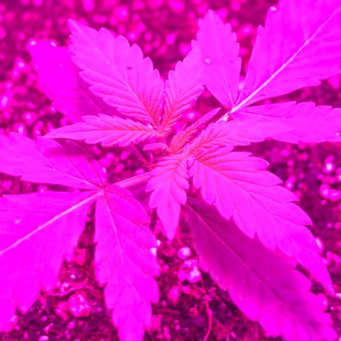 MJ 1702 growlog timeline photo
