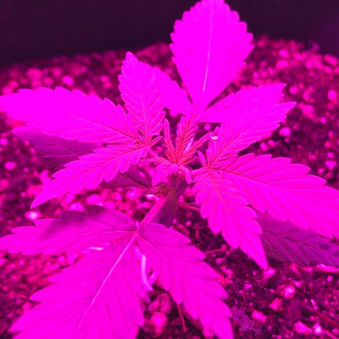 MJ 1702 growlog timeline photo