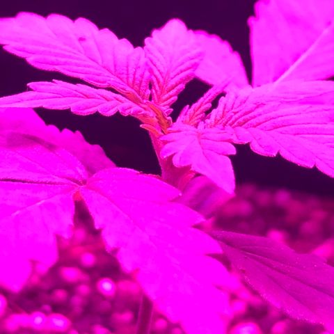 MJ 1702 growlog timeline photo