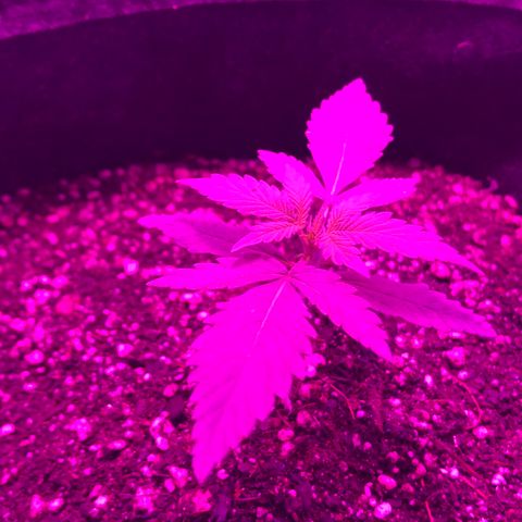 MJ 1702 growlog timeline photo