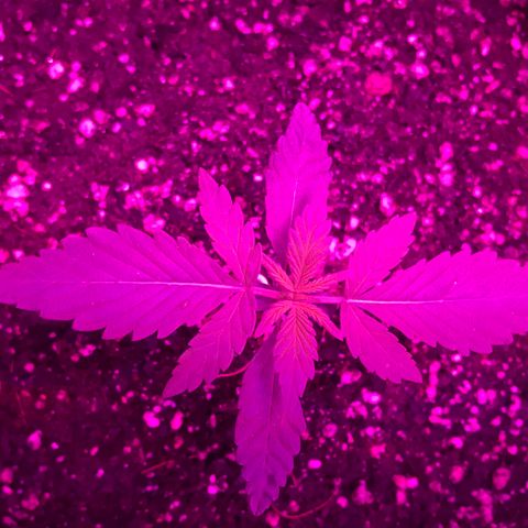 MJ 1702 growlog timeline photo