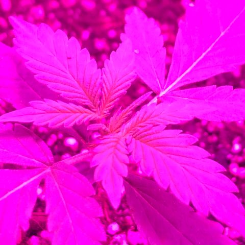 MJ 1702 growlog timeline photo