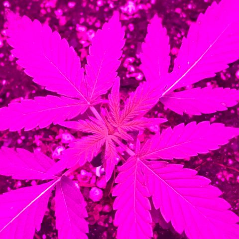 MJ 1702 growlog timeline photo