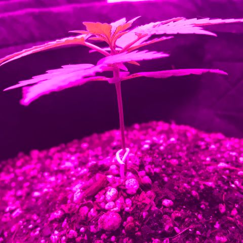 MJ 1702 growlog timeline photo