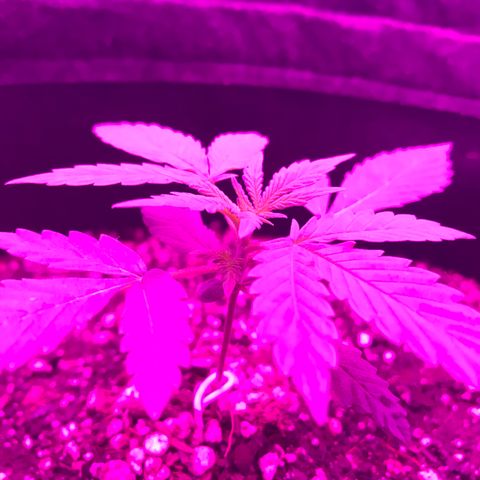 MJ 1702 growlog timeline photo