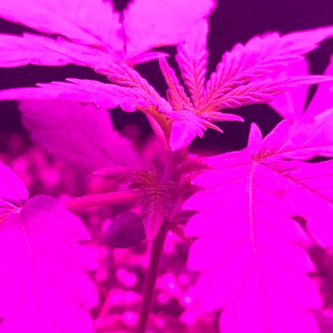 MJ 1702 growlog timeline photo
